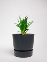 products/SotoProductShootLowQ-2022.jpg